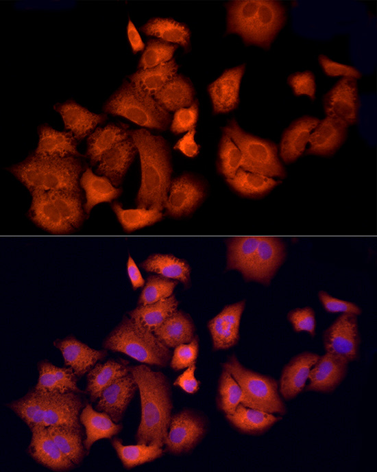 Anti-APAF1 Rabbit pAb