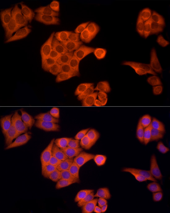 Anti-APAF1 Rabbit pAb