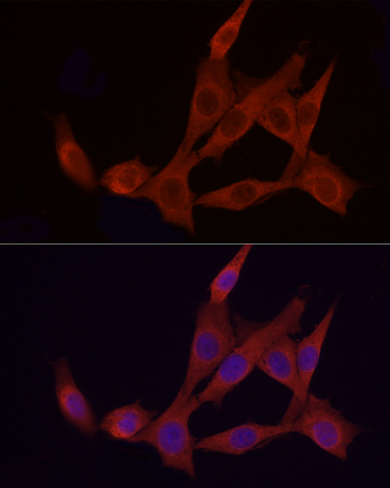 Anti-APAF1 Rabbit pAb