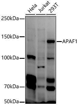 Anti-APAF1 Rabbit pAb
