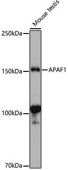 Anti-APAF1 Rabbit pAb