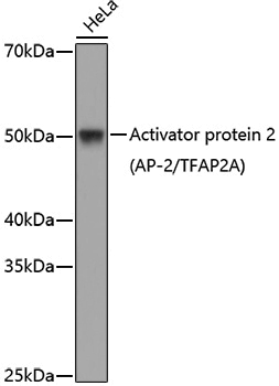 Anti-AP-2/TFAP2A Rabbit pAb