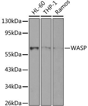 Anti-WASP Rabbit pAb
