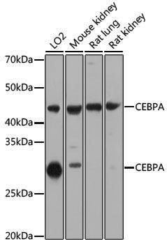 Anti-CEBPA Rabbit pAb
