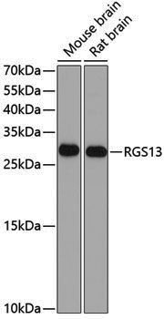 Anti-RGS13 Rabbit pAb
