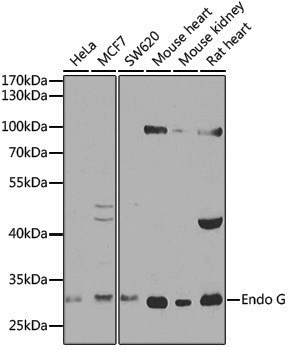 Anti-Endo G Rabbit pAb