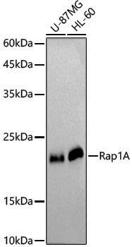 [KO Validated] Anti-Rap1A Rabbit pAb