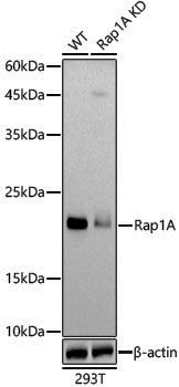 [KO Validated] Anti-Rap1A Rabbit pAb