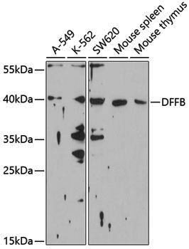 Anti-DFFB Rabbit pAb