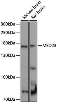 Anti-MED23 Rabbit pAb
