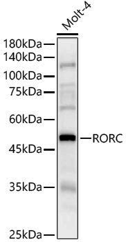 Anti-RORC Rabbit pAb