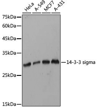 Anti-14-3-3 sigma Rabbit pAb