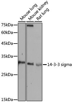 Anti-14-3-3 sigma Rabbit pAb