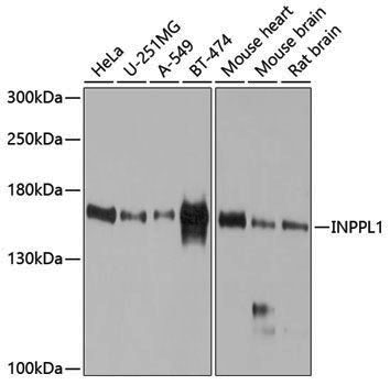 Anti-INPPL1 Rabbit pAb