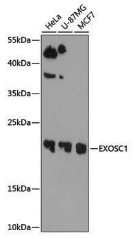 Anti-EXOSC1 Rabbit pAb