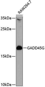 Anti-GADD45G Rabbit pAb