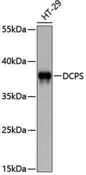 Anti-DCPS Rabbit pAb