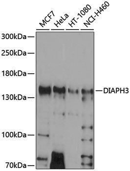 Anti-DIAPH3 Rabbit pAb
