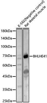 Anti-BHLHE41 Rabbit pAb