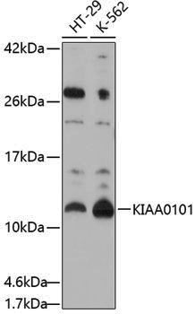 Anti-KIAA0101 Rabbit pAb