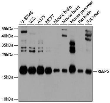 Anti-REEP5 Rabbit pAb