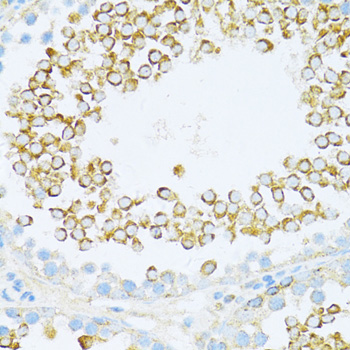 Anti-DVL1 Rabbit pAb