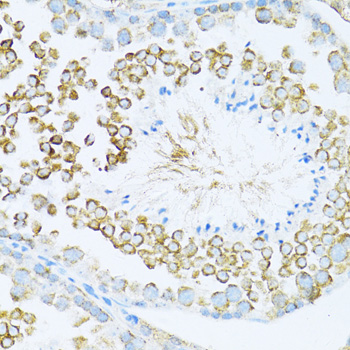 Anti-DVL1 Rabbit pAb
