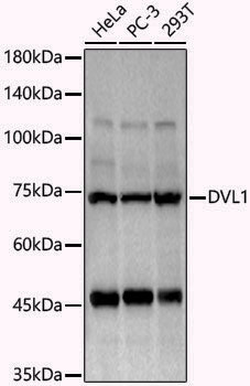 Anti-DVL1 Rabbit pAb