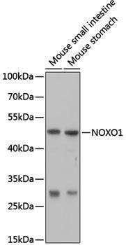Anti-NOXO1 Rabbit pAb