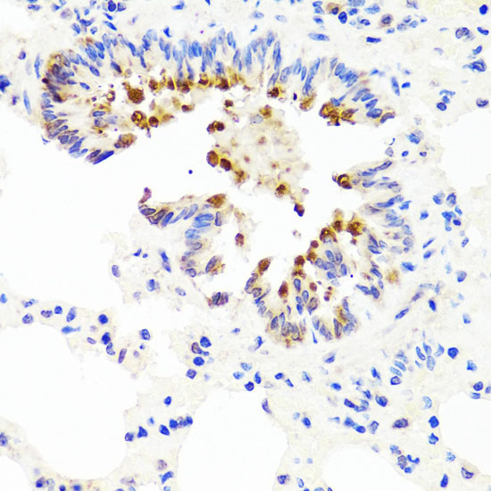 Anti-Ambra1 Rabbit pAb