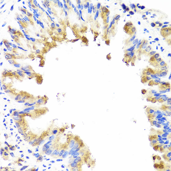 Anti-Ambra1 Rabbit pAb