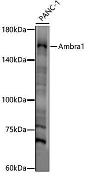 Anti-Ambra1 Rabbit pAb