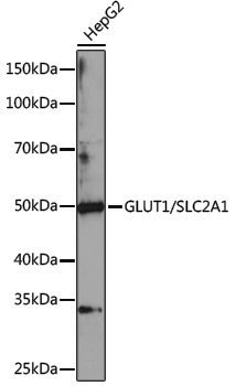 Anti-GLUT1/SLC2A1 Rabbit pAb