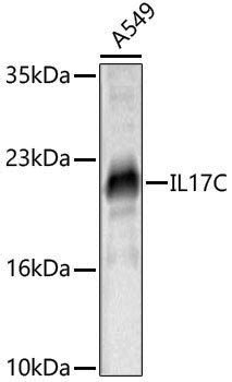 Anti-IL17C Rabbit pAb