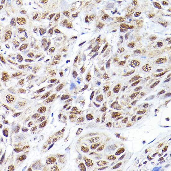 Anti-SEC14L2 Rabbit pAb