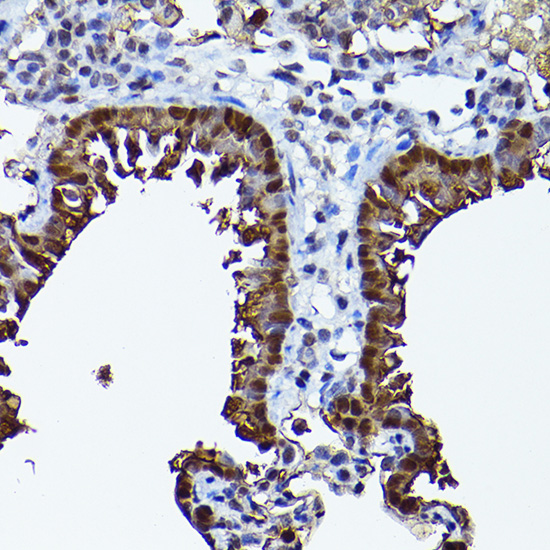 Anti-SEC14L2 Rabbit pAb