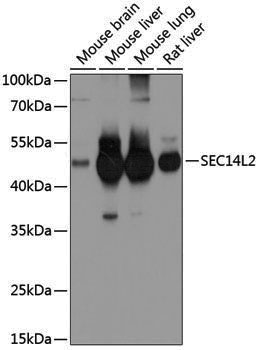 Anti-SEC14L2 Rabbit pAb