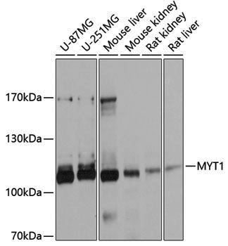 Anti-MYT1 Rabbit pAb