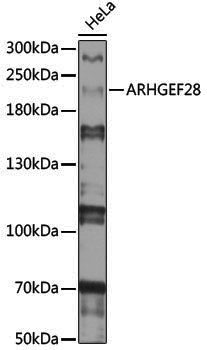 Anti-ARHGEF28 Rabbit pAb