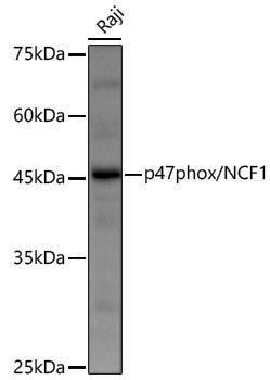 Anti-p47phox/NCF1 Rabbit pAb