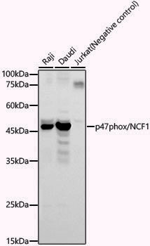 Anti-p47phox/NCF1 Rabbit pAb