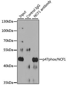 Anti-p47phox/NCF1 Rabbit pAb