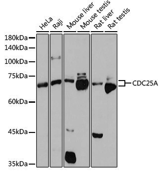 Anti-CDC25A Rabbit pAb
