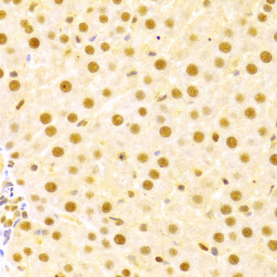 Anti-CDC25A Rabbit pAb