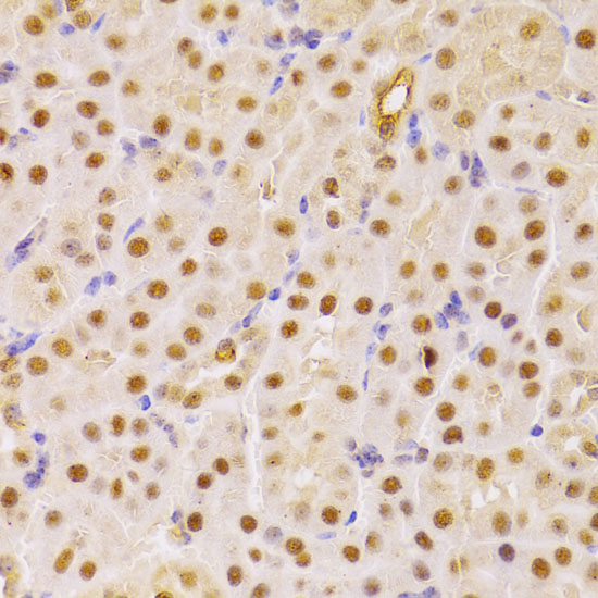 Anti-CDC25A Rabbit pAb