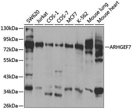 Anti-ARHGEF7 Rabbit pAb