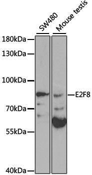 Anti-E2F8 Rabbit pAb