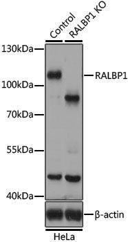 [KO Validated] Anti-RALBP1 Rabbit pAb