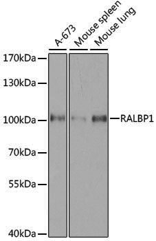 [KO Validated] Anti-RALBP1 Rabbit pAb