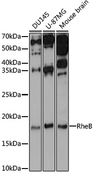 Anti-RheB Rabbit pAb